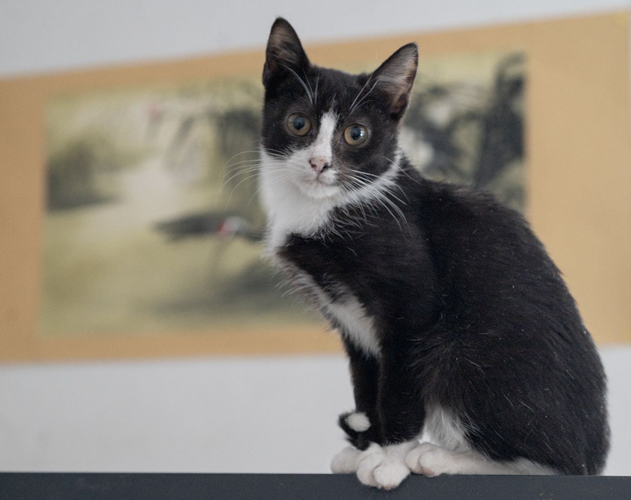 ace hearts real-estate-photography-nyc-4